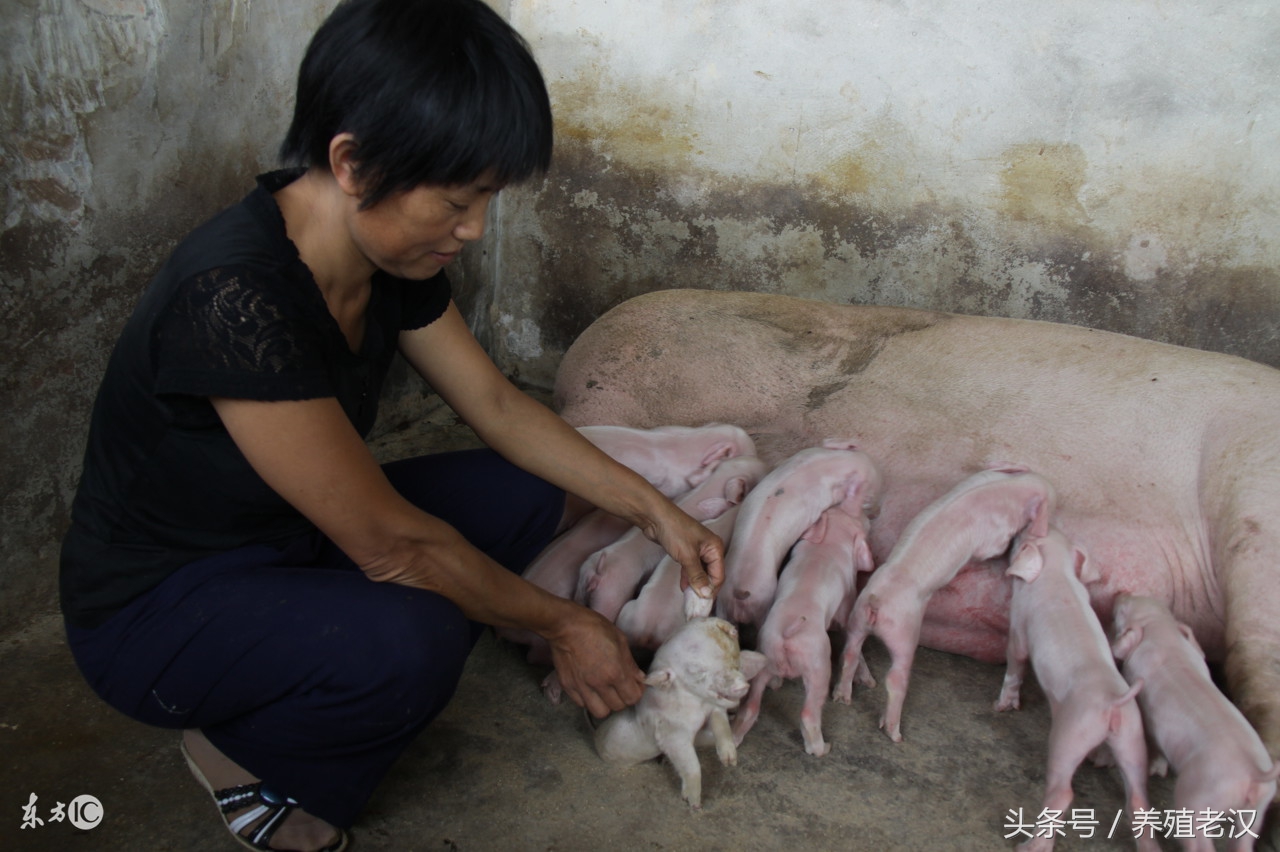 猪群里面的弱猪怎么调理,猪群有猪瘟怎么办
