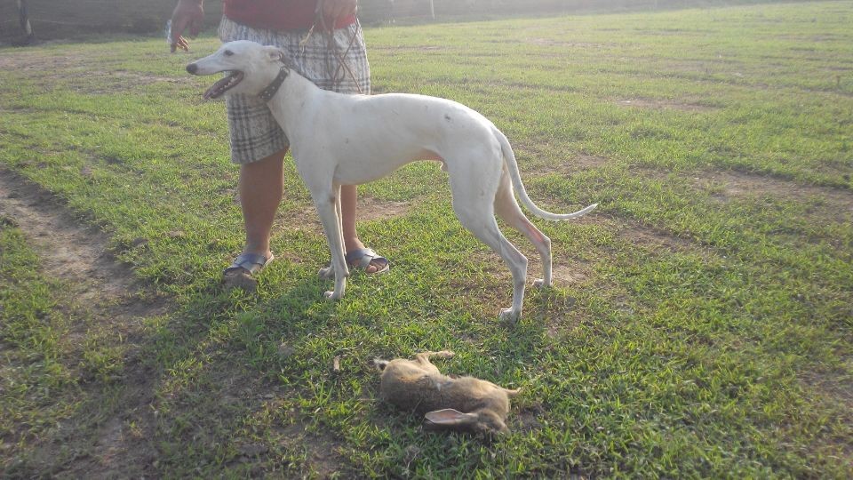 灵缇犬狩猎的季节,灵缇繁殖期
