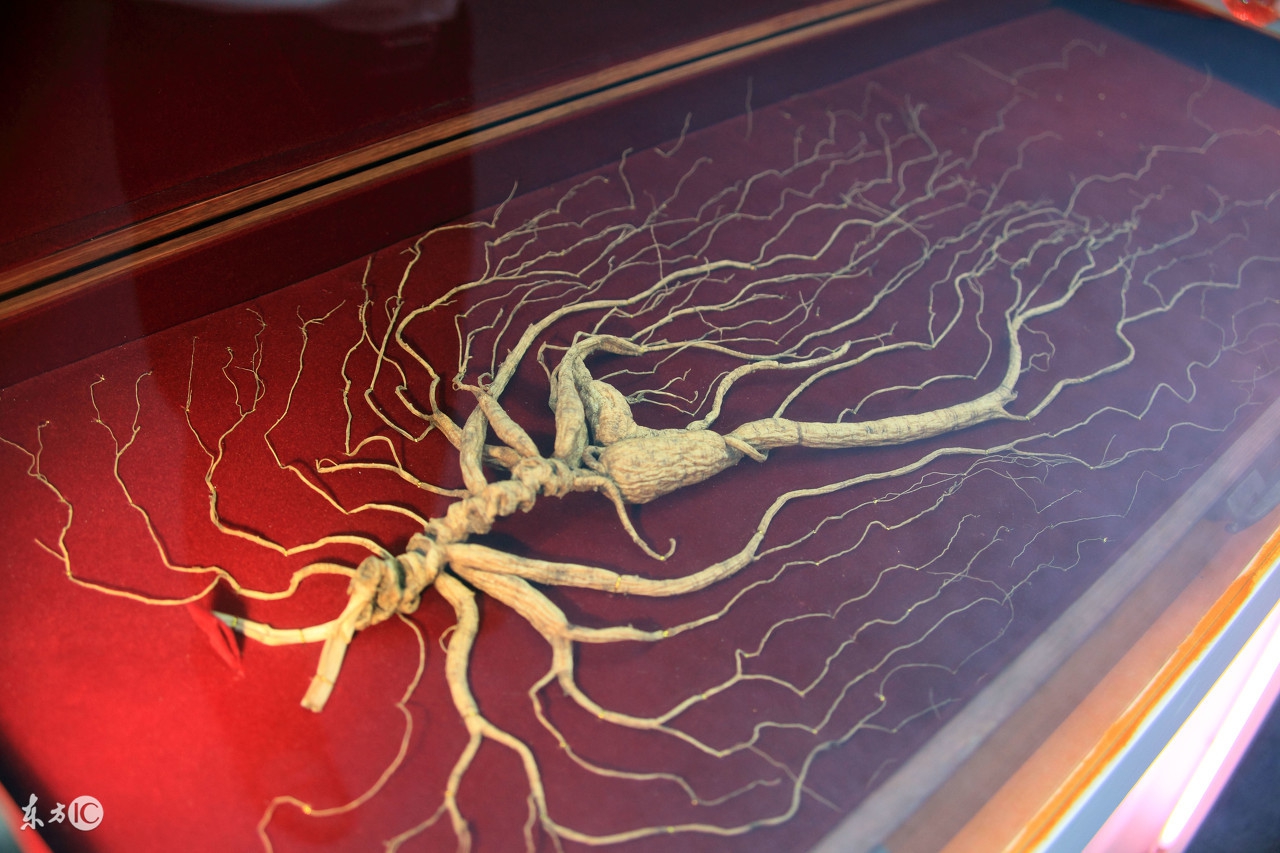 人参的真伪与好坏应该怎么辨别呢,长白山人参编号怎么辨别真伪