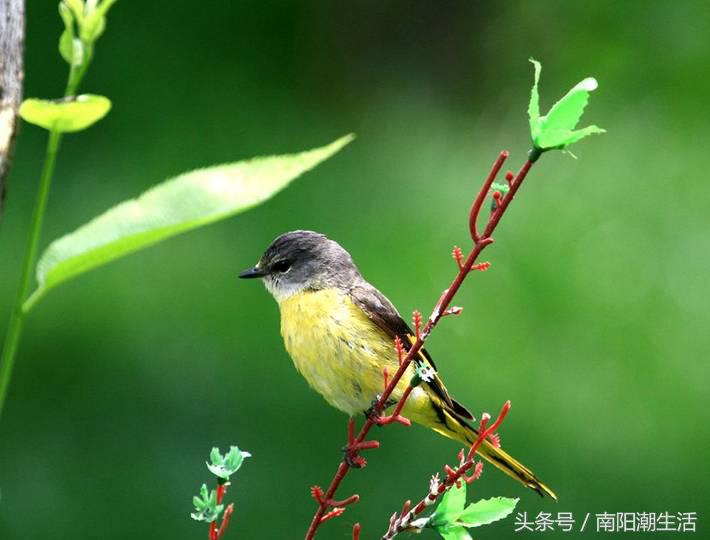 百鸟展门票,百鸟展门票早鸟票