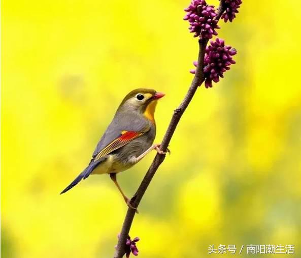 百鸟展门票,百鸟展门票早鸟票