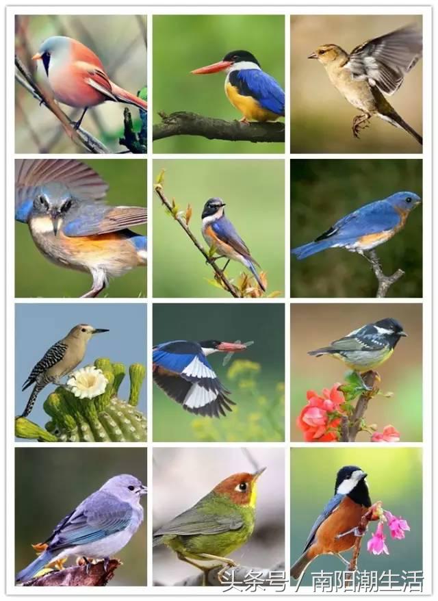 百鸟展门票,百鸟展门票早鸟票