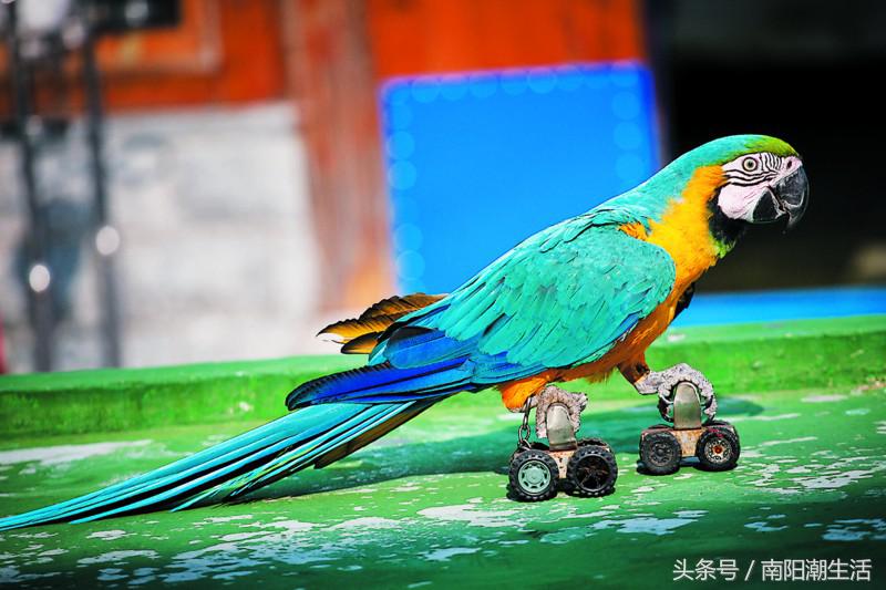 百鸟展门票,百鸟展门票早鸟票