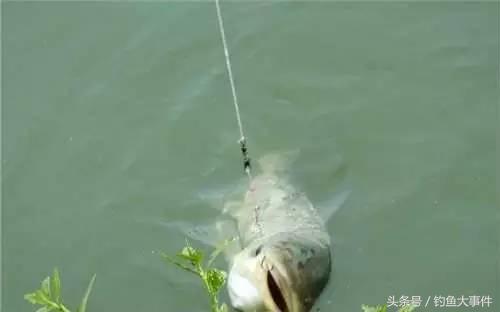 夏天钓鱼小鱼闹窝用什么饵,春天钓鱼小鱼闹窝怎么办