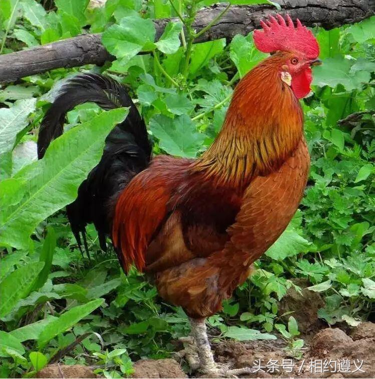 三幺台有哪些菜品,三幺台美食攻略