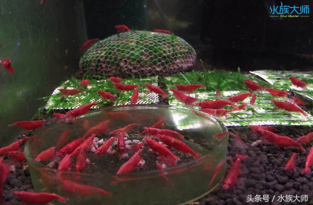 烤漆虾爆缸教程,透明虾怎么养才能爆缸