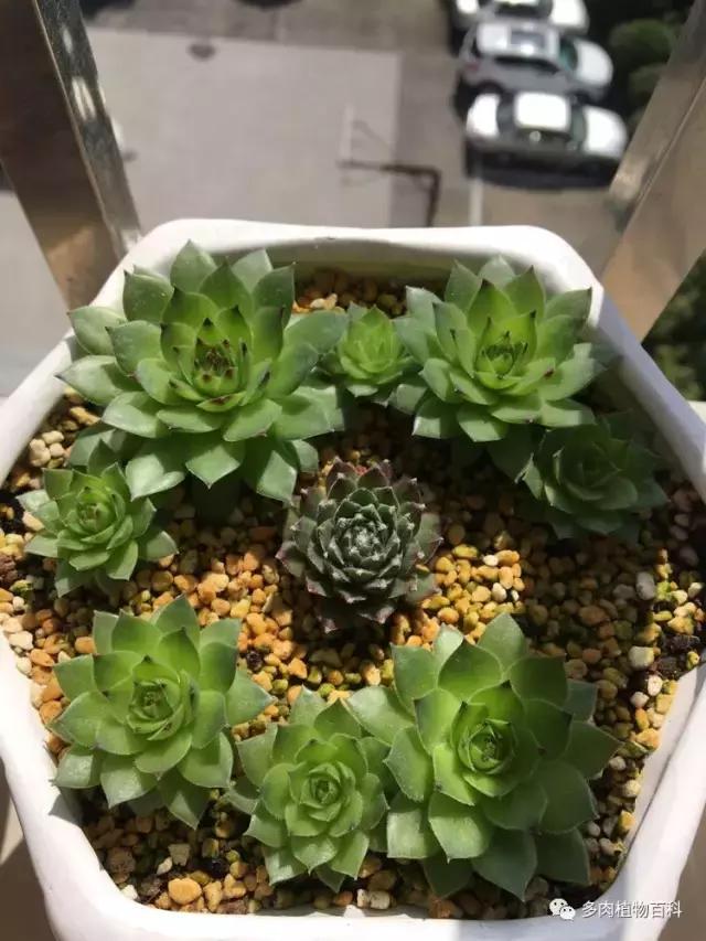 秋风送爽适用于九月吗,秋风送爽赏景天