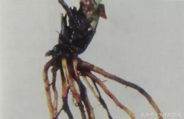 草莓的根腐病发病的温度是多少,草莓根腐病怎么治最见效