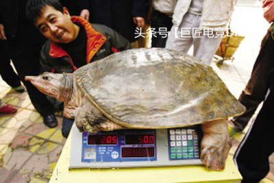 dnf最悲惨的使徒安图恩,dnf12个使徒实力排名