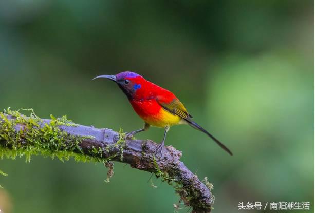 百鸟展门票,百鸟展门票早鸟票