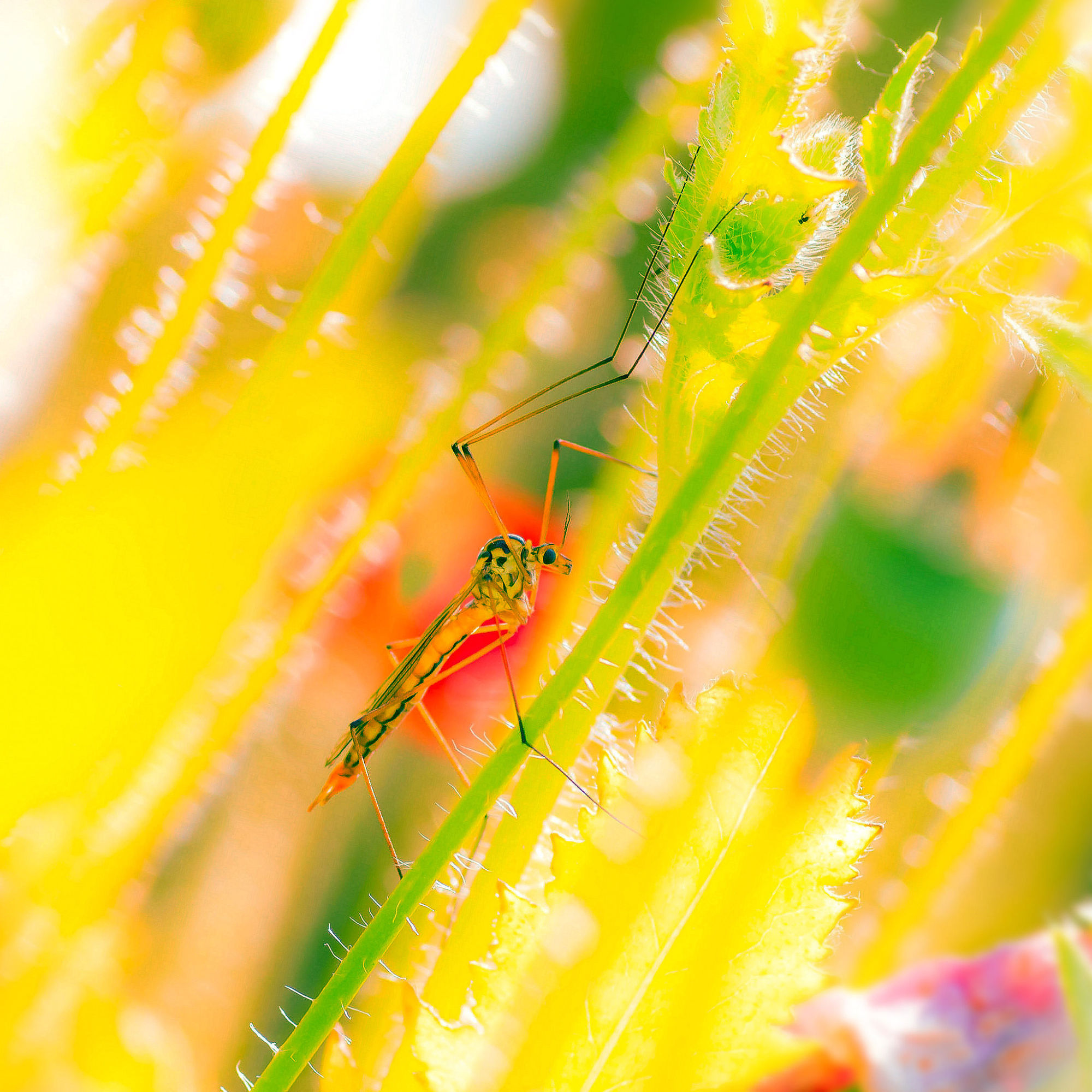 秋风秋雨秋世界—虫虫集