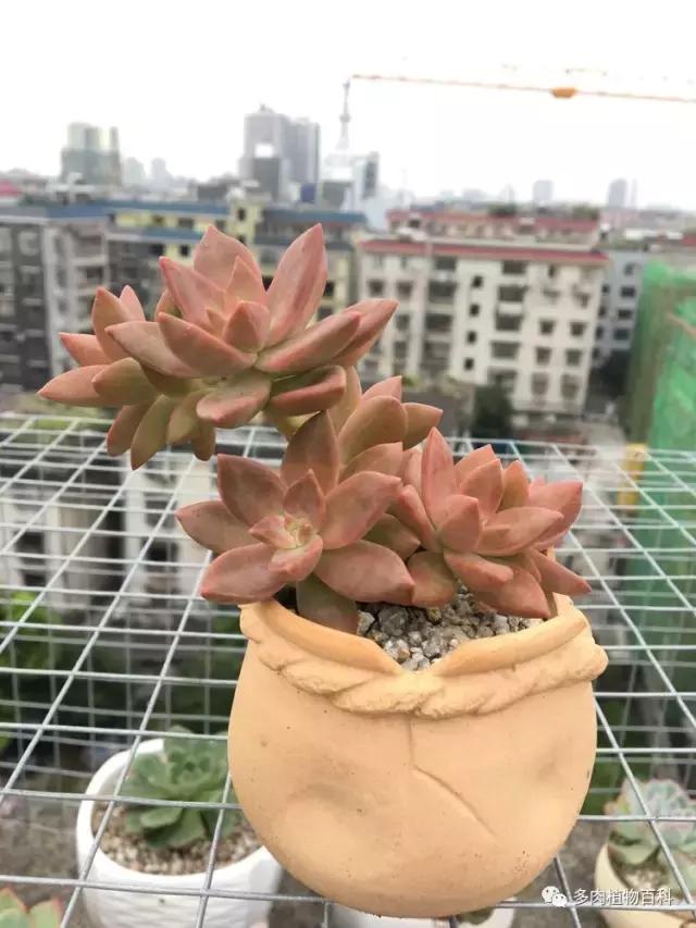 秋风送爽适用于九月吗,秋风送爽赏景天