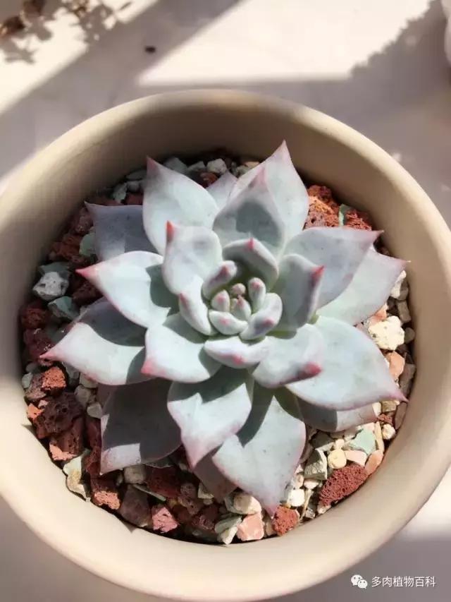 秋风送爽适用于九月吗,秋风送爽赏景天