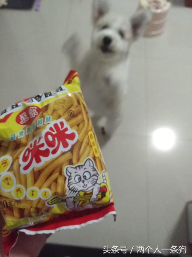 养了只活泼好动的狗怎么办,养的小土狗总是调皮怎么办