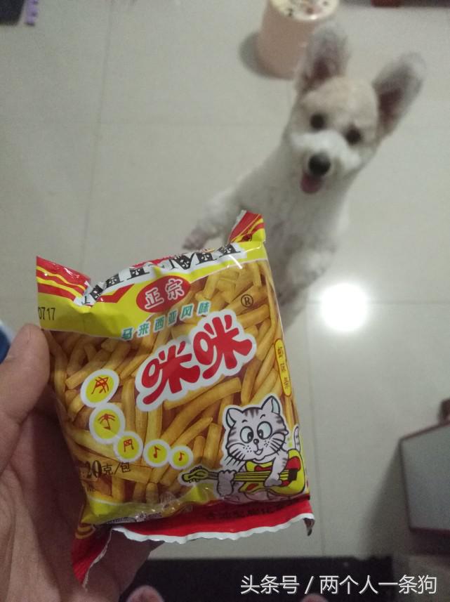 养了只活泼好动的狗怎么办,养的小土狗总是调皮怎么办