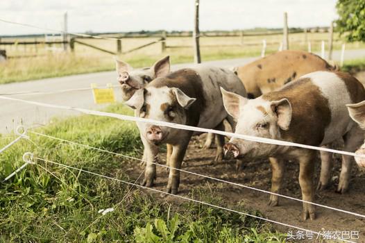 养猪人猪腹泻怎么办,养猪福利