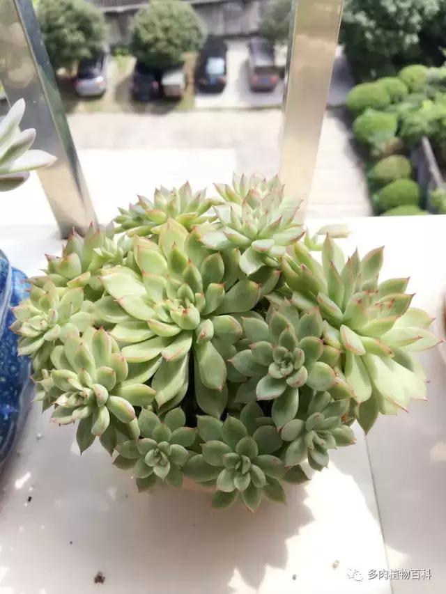 秋风送爽适用于九月吗,秋风送爽赏景天