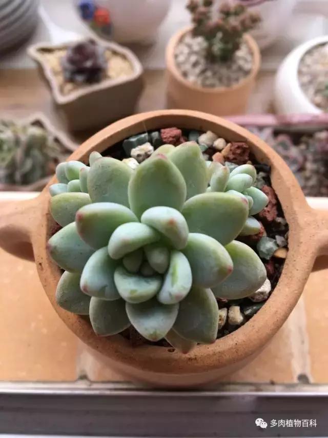 秋风送爽适用于九月吗,秋风送爽赏景天