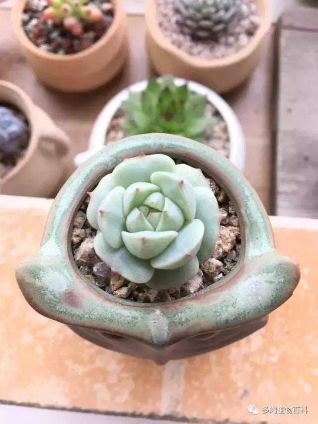 秋风送爽适用于九月吗,秋风送爽赏景天