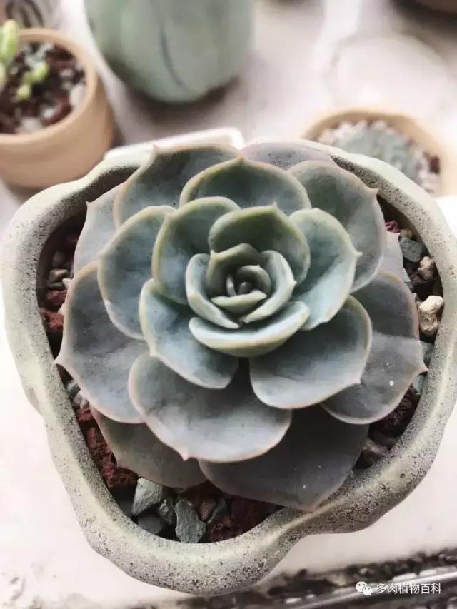 秋风送爽适用于九月吗,秋风送爽赏景天