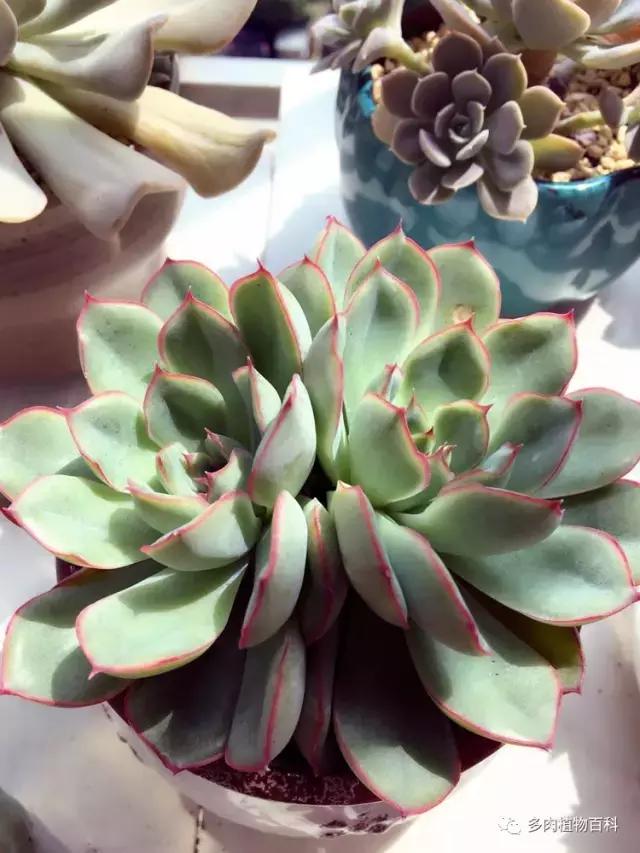 秋风送爽适用于九月吗,秋风送爽赏景天