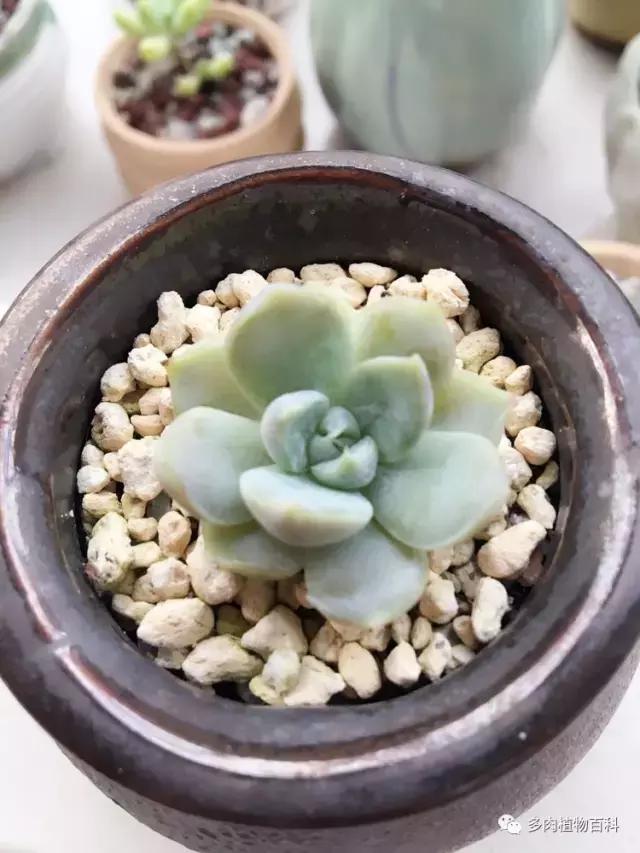 秋风送爽适用于九月吗,秋风送爽赏景天