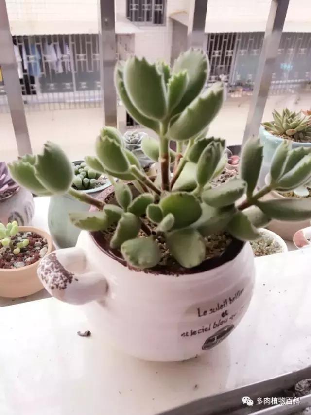 秋风送爽适用于九月吗,秋风送爽赏景天