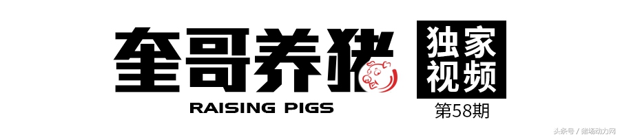 奎哥养猪26期,奎哥养猪73期
