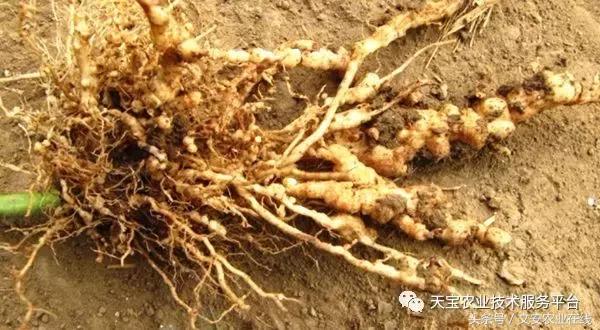 最新防治植物根结线虫药物,防治根结线虫病要用什么杀虫剂