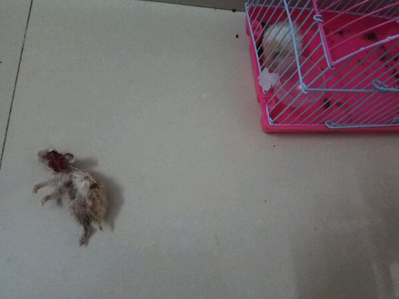 仓鼠在笼子里离奇失踪怎么办,仓鼠被咬死罪魁祸首