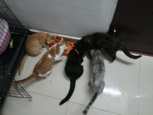 仓鼠在笼子里离奇失踪怎么办,仓鼠被咬死罪魁祸首