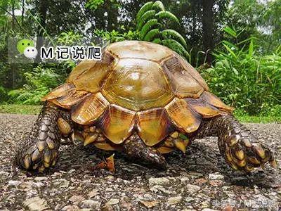 凹甲陆龟的优缺点,凹甲陆龟可以养吗