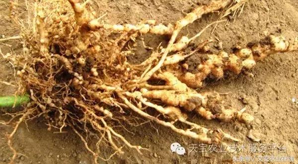 最新防治植物根结线虫药物,防治根结线虫病要用什么杀虫剂