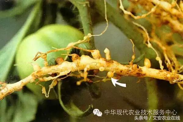 最新防治植物根结线虫药物,防治根结线虫病要用什么杀虫剂