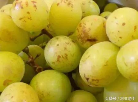 葡萄上的黑疙瘩是什么,阳光玫瑰葡萄果锈原因