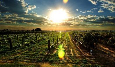 亲身体验的澳洲薇妮芮木瓜膏使用后恨不得推荐给所有人