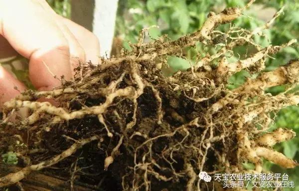 最新防治植物根结线虫药物,防治根结线虫病要用什么杀虫剂