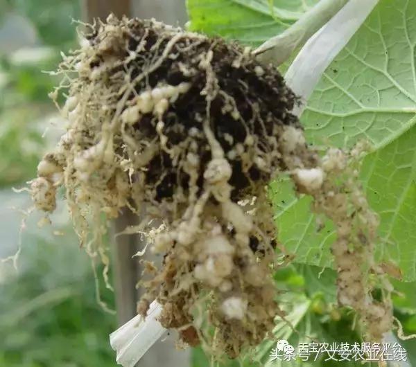 最新防治植物根结线虫药物,防治根结线虫病要用什么杀虫剂