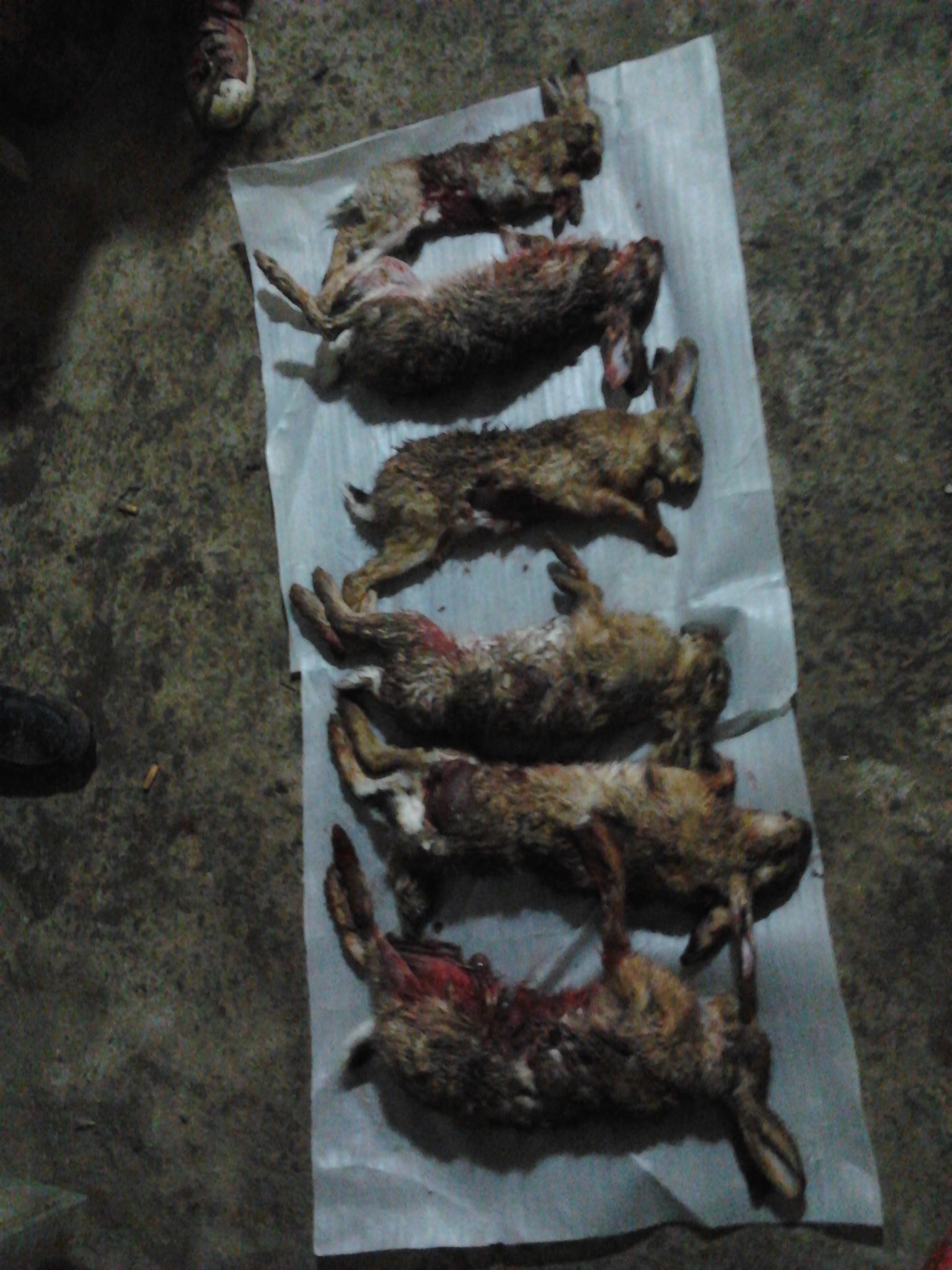 野兔的生活规律和习性,野兔晚上的活动规律