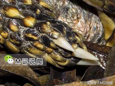 凹甲陆龟的优缺点,凹甲陆龟可以养吗