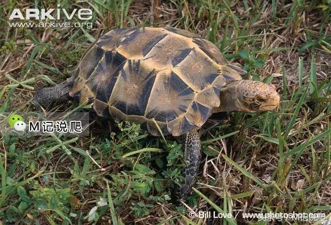 凹甲陆龟的优缺点,凹甲陆龟可以养吗