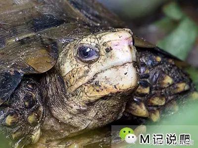 凹甲陆龟的优缺点,凹甲陆龟可以养吗