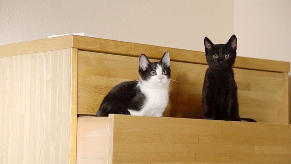 十部顶级喵星人动画片,猫咪动画片视频大全