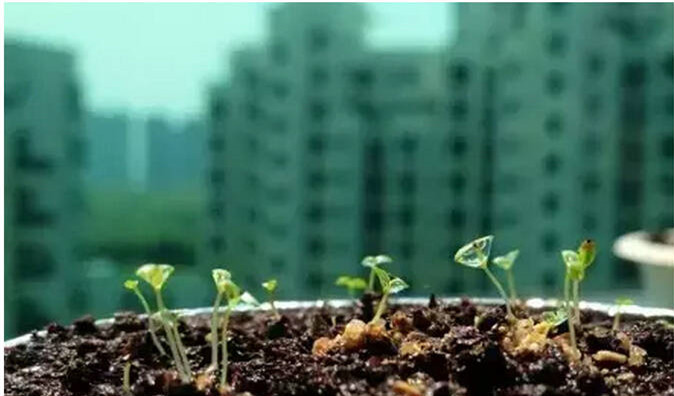 阳台种菜的步骤和方法,阳台种菜的方法全过程