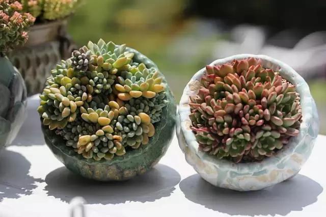 迷人的多肉阳台,韩国主妇阳台