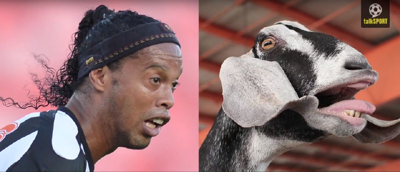 太像了！太像了！你喜欢的足球运动员像什么动物？