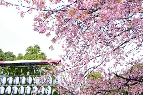 繁华的东京有多可归,繁华的东京不夜的城