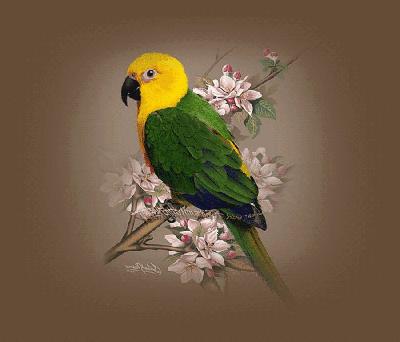 紫罗兰鹦鹉怎么养,手养虎皮鹦鹉教程