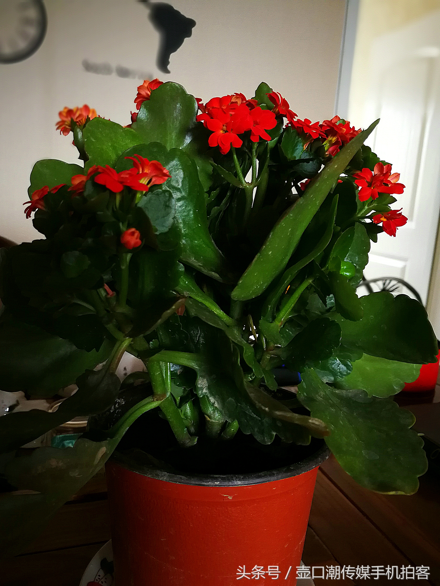 临汾：手机拍拍工作室的花~再好的装修也比不了和大自然和谐相处