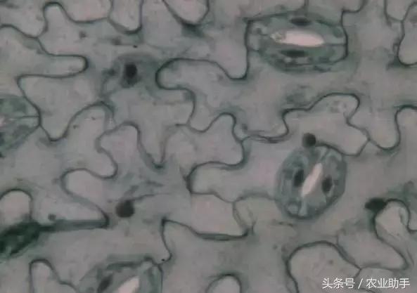 葡萄上的黑疙瘩是什么,阳光玫瑰葡萄果锈原因